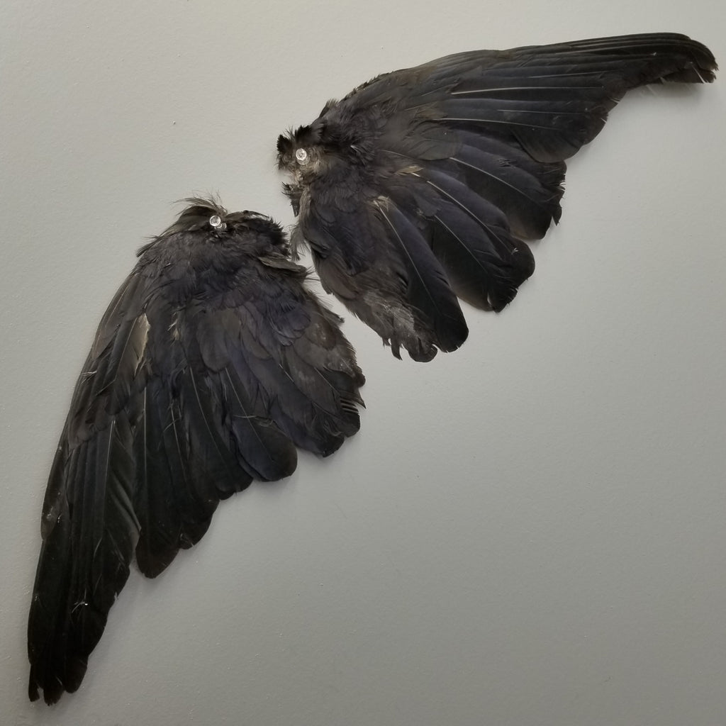 Carrion Crow Wing – SkullStore Inc.