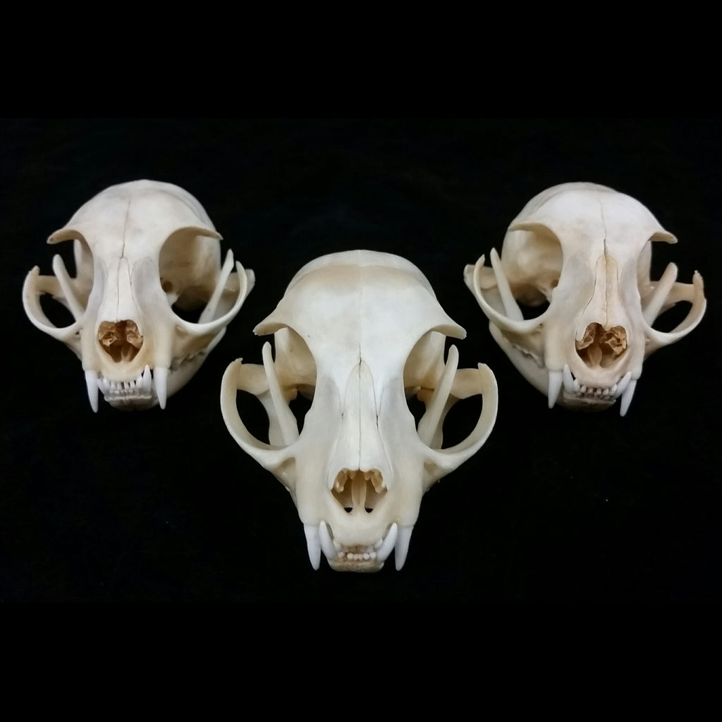 Domestic Cat Skulls (SALE) - SkullStore Inc.