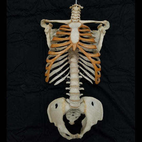 SkullStore // Buy Real Medical Human Skulls, Bones, Skeletons Online