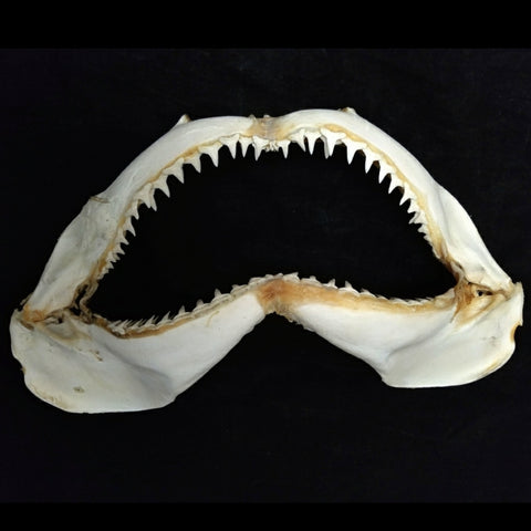 SkullStore // Buy Shark Jaws, Teeth, Shells and Marine Life