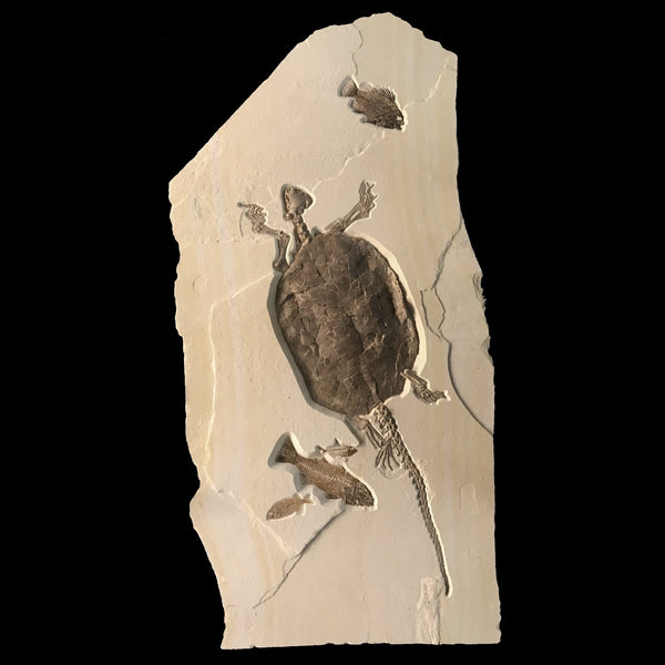 RARE Chisternon Fossil Turtle Plate, XXL (SALE) | SkullStore Inc.
