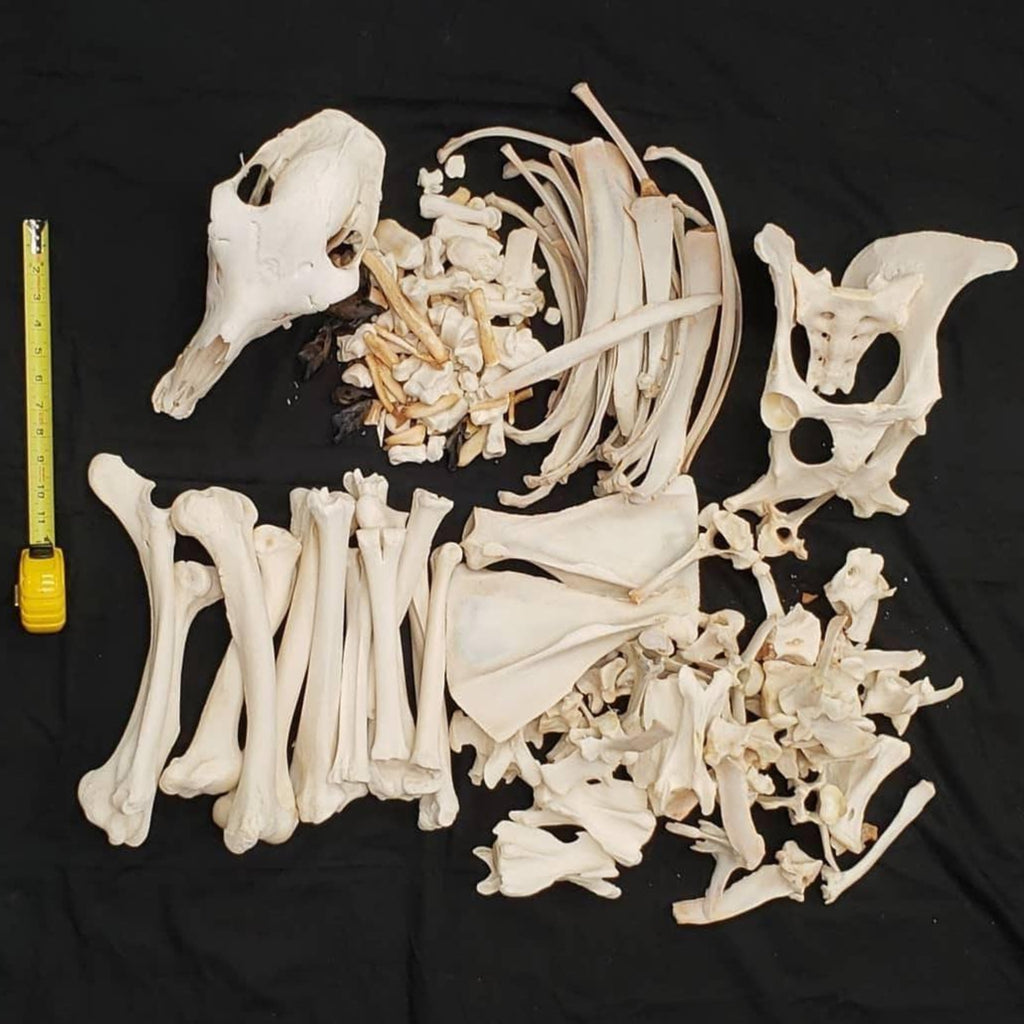 Llama Skeleton, Disarticulated A (SALE) – SkullStore Inc.
