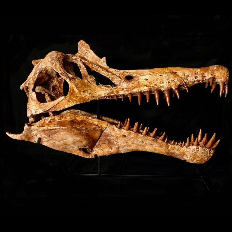 Spinosaurus Dinosaur Skull (CAST) | SkullStore Inc.