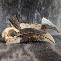 White-Thighed Hornbill Skull, Male (Beak Anatomy)
