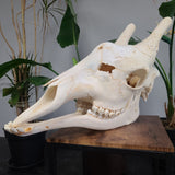 Giraffe Skull M (SALE)