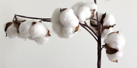 organic cotton