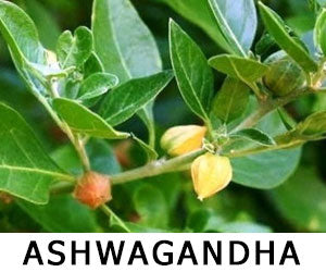 Ashwagandha herbs for vaping