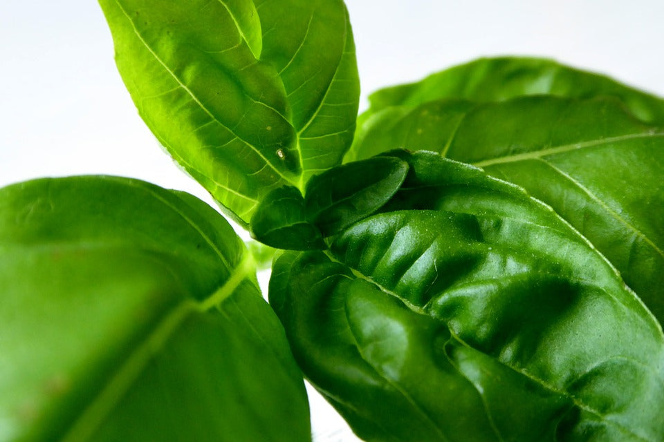 basil-herb-img.jpg