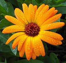 calendula.png