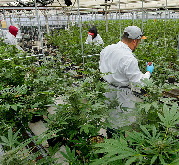 Lab coat people nurturing cannabis plants