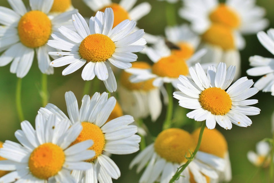 chamomile-herb-img.jpg