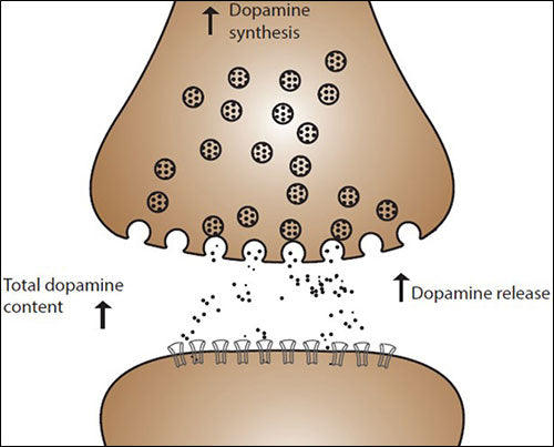 Dopamine THC Image
