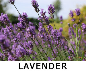 lavender herbs for vaping