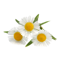 Chamomile