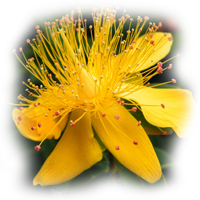 St. John's Wort