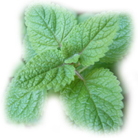 Lemon Balm