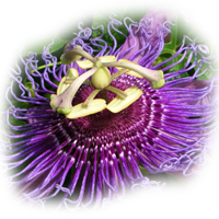 Passion Flower