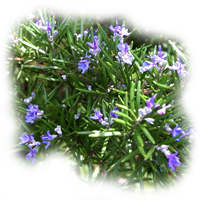 Rosemary