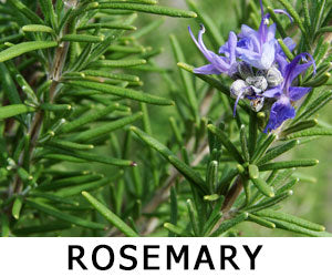 Rosemary Herbs for Vaping