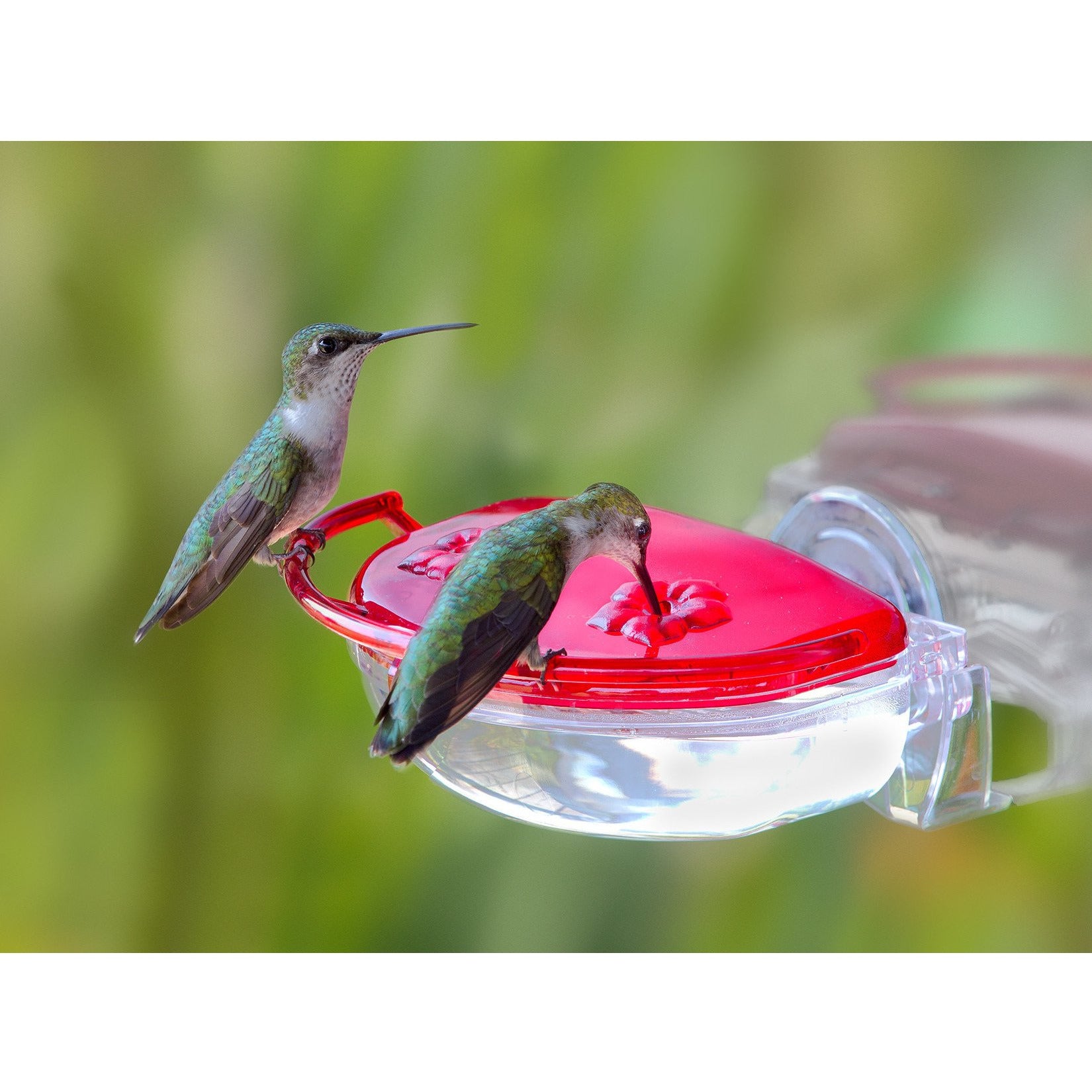 hummingbird feeders