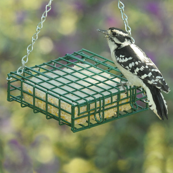 droll yankee suet feeder