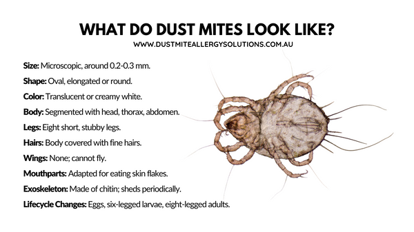 What do dust mites look like - Dust Mite Allergy Solutions