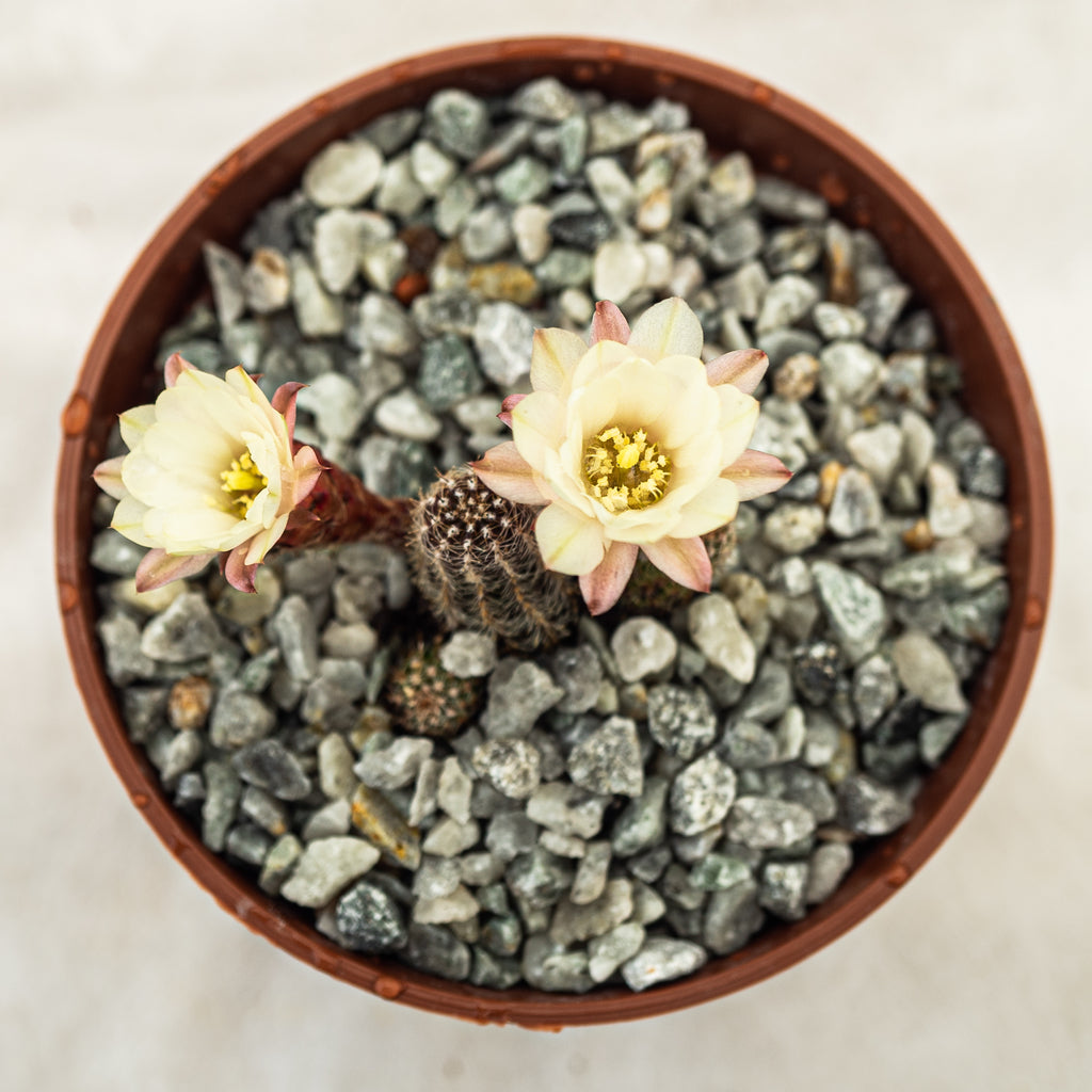 Echinopsis chamaecereus f. flor blanca