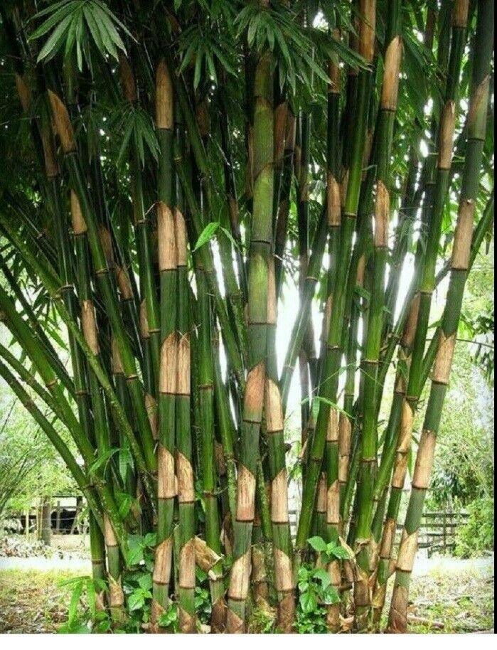 50 Bissetii Bamboo Seeds US Seeds Bank