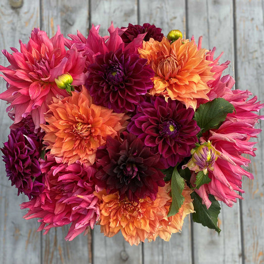 Dahlia Bulbs (Dinnerplate) - Cafe au Lait