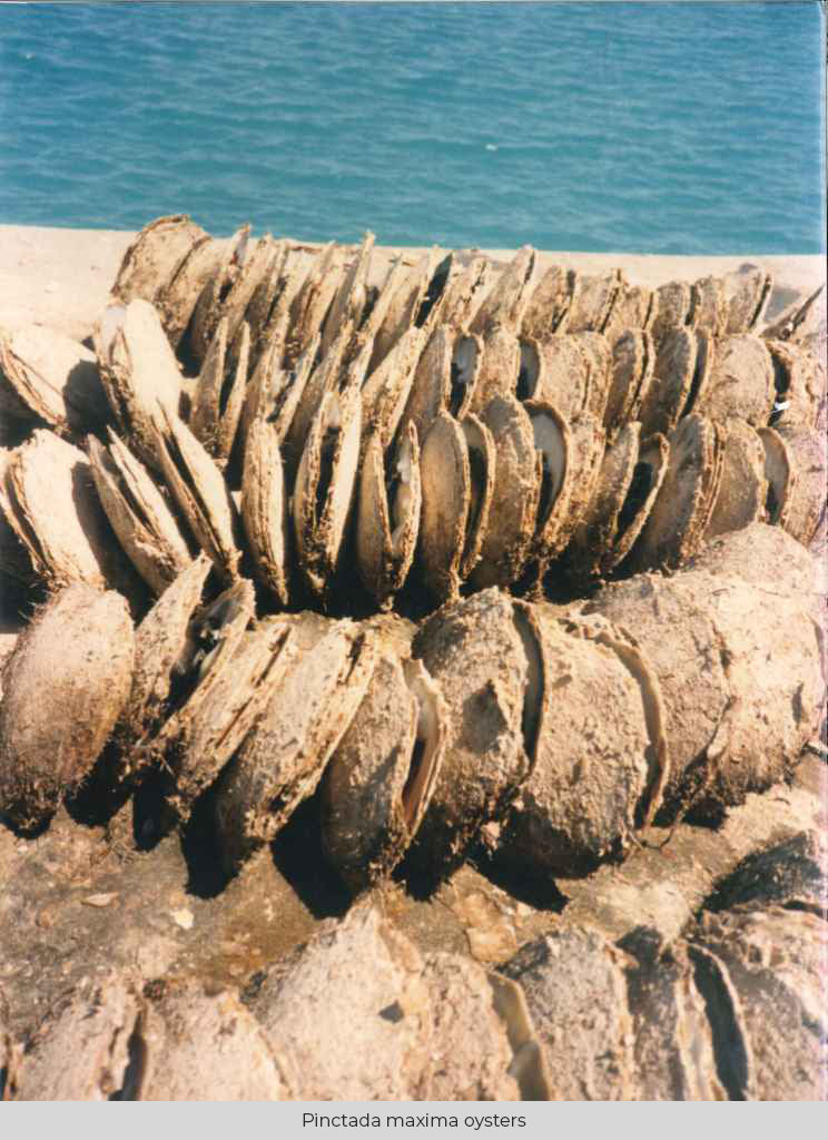 大珠母贝牡蛎
