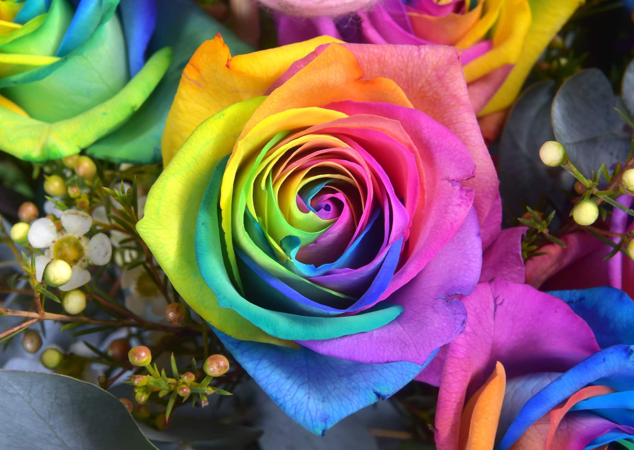 Dozen Rainbow Rose Water Bouquet