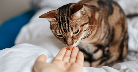 Katze bekommt Leckerli