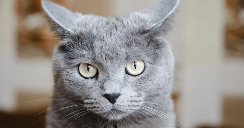 graue Katze mit zurück gelegten Ohren