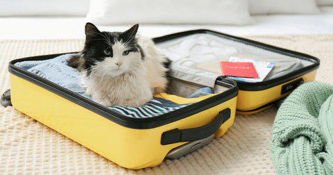 Katze liegt entspannt auf einem Koffer