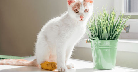 Unterstütze deine Katze nach einem Tierarztbesuch