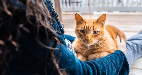 Katze sitzt auf Schoß