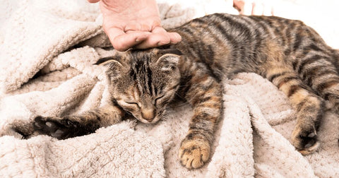 Alle Katzen haben eine individuelle Persönlichkeit