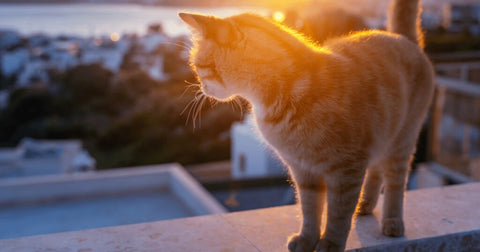 Katze steht in der Sonne