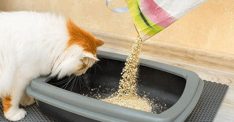 Warum pinkeln Katzen außerhalb der Toilette?