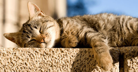 Katze schläft entspannt auf einer Mauer
