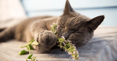 Auswirkungen von Katzenminze auf Katzen