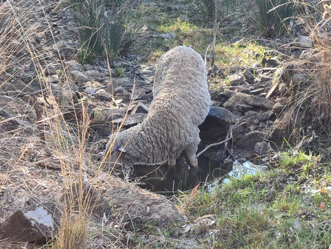 sheep drinking from a spring