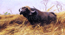Buffalo Paintings