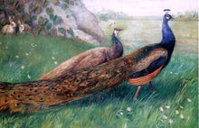 Peacock Paintings