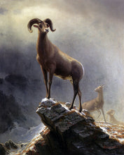 Sheep and Goat Paintings