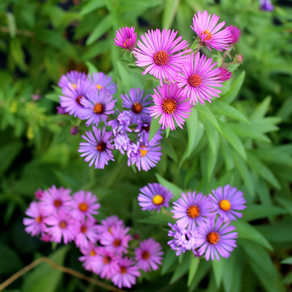 bigleaf aster seedlings