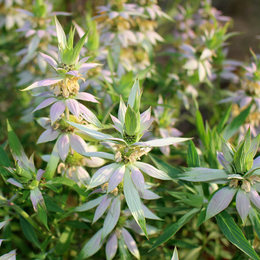 bee balm plant information