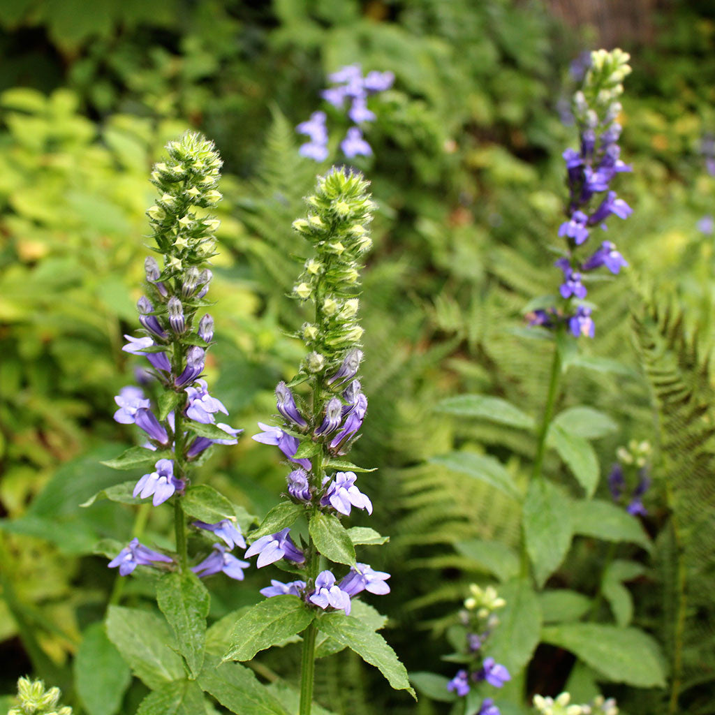 Blue lobelia (Lobelia siphilitica), Cut flower, Maine native – Wild