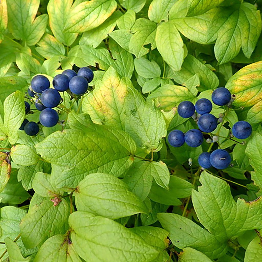 Blue Cohosh Caulophyllum Thalictroides Seeds Wild Seed Project Shop