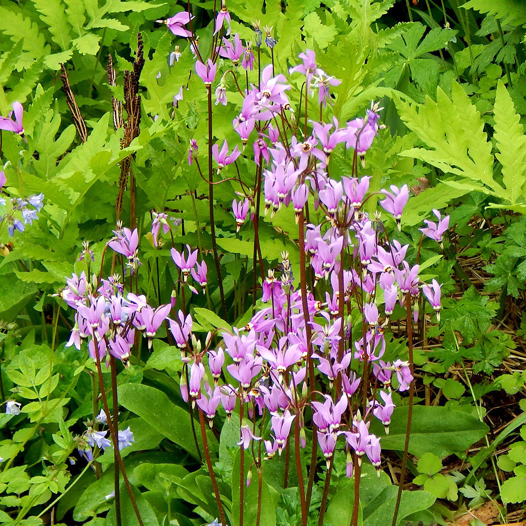 Download Eastern Shooting Star Dodecatheon Meadia Seeds Wild Seed Project Shop
